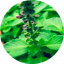 Ocimum Sanctum - Sync Ingredient